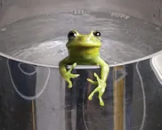 A frog in  the kettle?