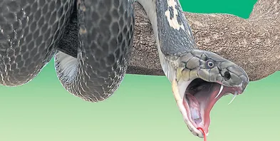 Nigeria: Snake Miracle