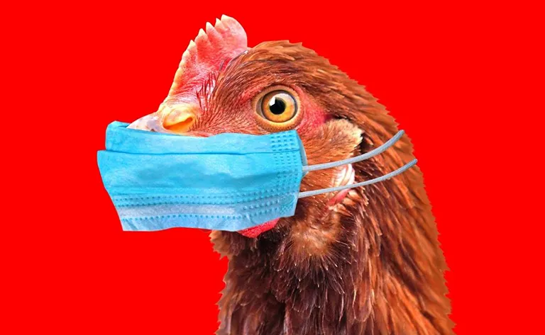 Avian flu: what should I do?