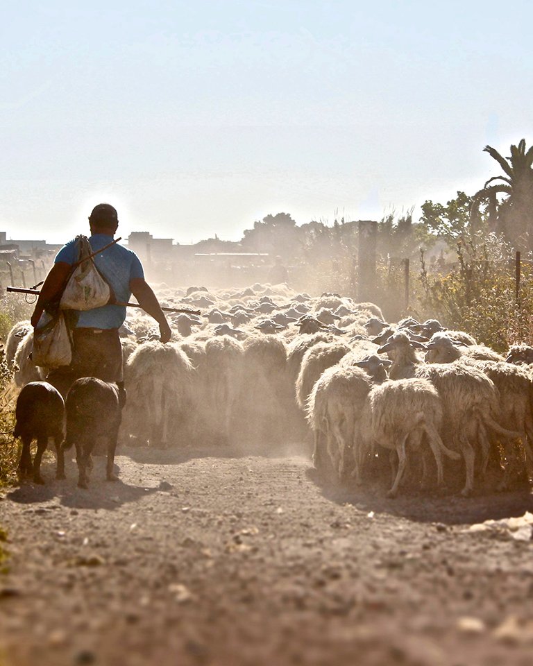 We’ve forgotten Jesus’ command to tend the flock