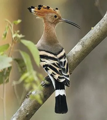 The mysterious hoopoe