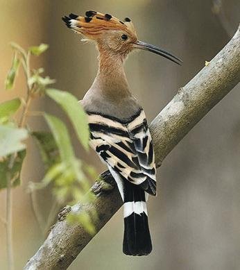 The mysterious hoopoe