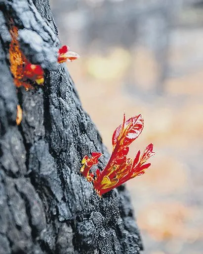 Is your church carrying too much deadwood?