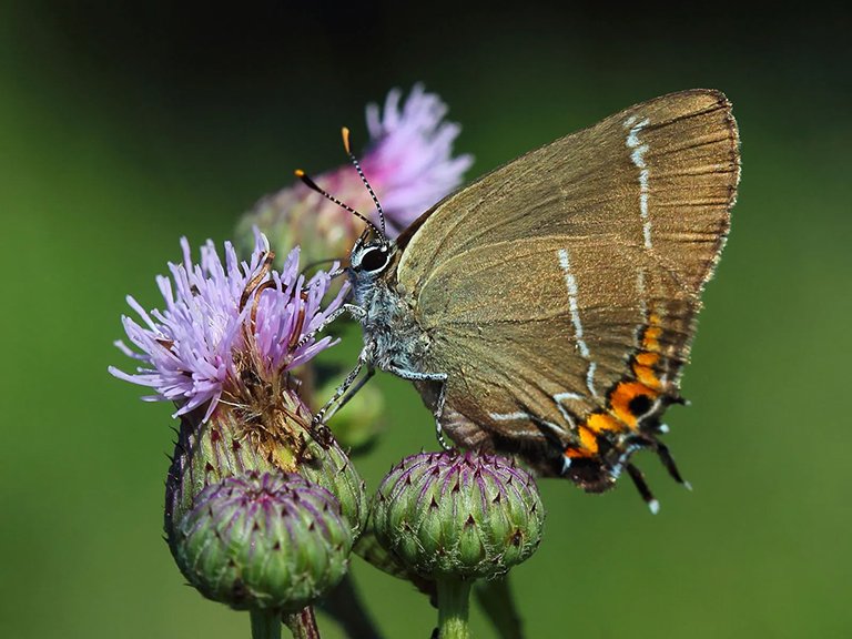 Hairstreaks and habitats