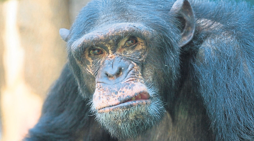 Do chimpanzees  believe in God?